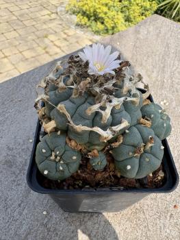 Lophophora williamsii